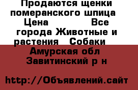 Продаются щенки померанского шпица › Цена ­ 45 000 - Все города Животные и растения » Собаки   . Амурская обл.,Завитинский р-н